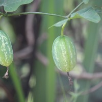 Coccinia grandis (L.) Voigt